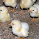 HK Ruokatalo plans and guides its poultry production with IBS software