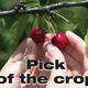 Pick of the Crop -Voice Picking report July 2009