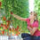 Maxoptra helps The Tomato Stall deliver fresh produce across the UK